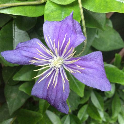 staudenclematis arabella|Clematis ‘Arabella’ (Integrifolia Group)